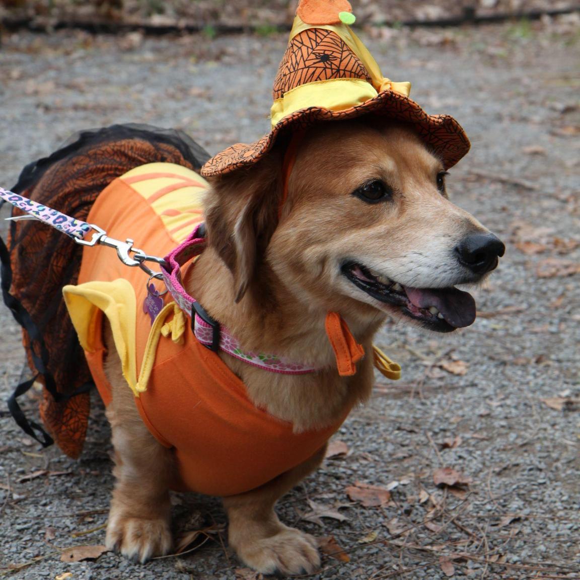 Howl-O-Ween Pooch Parade