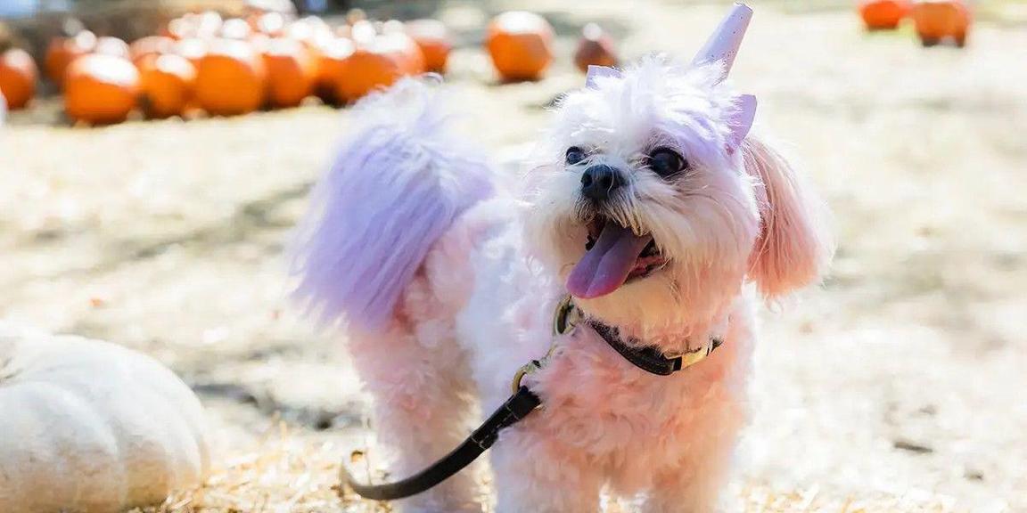 Halloween Pooch Party