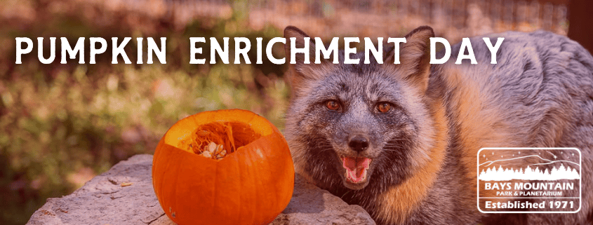 Pumpkin Enrichment Day
